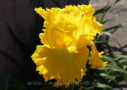 Amarillo Frills, Ben Hager, deceased, by Cooley`s Gardens 2002, Height 37”, Höhe 94 cm