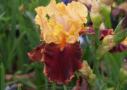 Marie-Jose Nat, Cayeux 2000, Height 35”, Höhe 90 cm