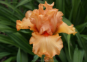 Fiesta Orange, Black 2006, Height 32”, Höhe 81 cm