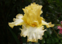Frutto Tropicale, Bianco 2017, Height 41”, Höhe 104 cm