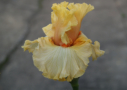 Mimosa, Sutton 2010, Height 36”, Höhe 91 cm