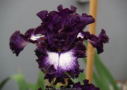 Midnight Velvet, Johnson 2013, Height 32”, Höhe 81 cm