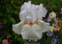 Neige De Mai, Cayeux 1978, Height 40”, Höhe 102 cm