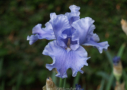 Overseas, Ghio 1993, Height 38”, Höhe 97 cm