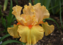 Orange Blossom Junction, Sutton 2011, Height 22”, Höhe 56 cm