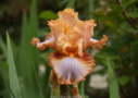 Orange Toffee, Sutton 2010, Height 33”, Höhe 84 cm