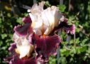 Raspberry Swirl,  Sutton 2008, Height 34”, Höhe 86 cm