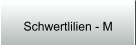 Schwertlilien - M