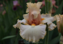 Blondie's Blush, Sutton 2012, Height 38”, Höhe 97 cm