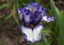 Blueberry Trail, Sutton 2011, Height 24”, Höhe 60 cm
