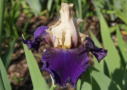 Boysenberry Buttercup, Lauer 1997, Height 37”, Höhe 94 cm