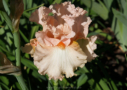 Ballerina Pink, Black 2010, Height 27”, Höhe 69 cm