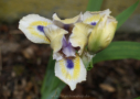 Bright Blue Eyes, Sutton 2008, Height 11”, Höhe 28 cm
