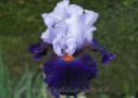 Chelsea Bleu, Cayeux 2004, Height 35”, Höhe 90 cm