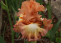 Coral Passion, Sutton 2012, Height 34”, Höhe 86 cm