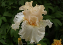 Charismatic, Sutton 2010, Height 37”, Höhe 94 cm