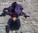 Devil May Care, Black 2000, Height 22”, Höhe 56 cm