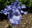 Dodger Blue, Schreiner 2009, Height 35”, Höhe 89 cm