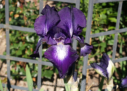 Exotic Star, Plough 1974, Height 36”, Höhe 91 cm