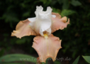 Giardino Rea, Bianco 2008, Height 24”, Höhe 60 cm