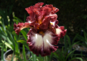 Huckleberry Sundae,  Johnson 2014, Height 36”, Höhe 91 cm