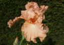 Je L Adore, Cayeux 2006, Height 37”, Höhe 95 cm