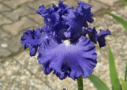 Lynette Blue, Johnson 2009, Height 37”, Höhe 94 cm