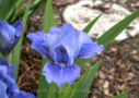 Nassau Blue, Sutton 2007, Height 12”, Höhe 30 cm