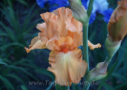 Orange Jubilee, Schreiner 1993, Height 38”, Höhe 97 cm