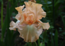 Orchidea Selvaggia,  Bianco 1999, Height 34”, Höhe 85 cm