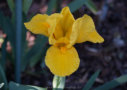 Orange Caper, Warburton 1963, Height 11”, Höhe 28 cm