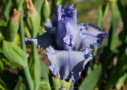 Neon Blue, Blyth 2003, Height 22”, Höhe 56 cm