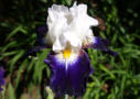 Noctambule, Cayeux 2005, Height 41”, Höhe 105 cm