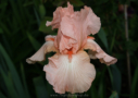 Perle Rose, Cayeux 1990, Height 34”, Höhe 85 cm