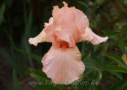 Pink Attraction, Hall 1987, Height 30”, Höhe 76 cm