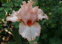 Pink Pincurls, Hager by Cooley`s Gardens 1995, Height 35”, Höhe 89 cm