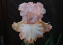 Pink Sugar, Sutton 2016, Height 38”, Höhe 97 cm