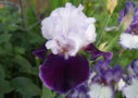 Royal Snowcap, Schreiner 2007, Height 40”, Höhe 102 cm