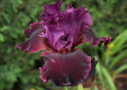 Ruby Royal, Blyth 2011, Height 35”, Höhe 89 cm