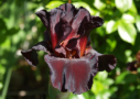 Red Rooster, Durrance 1990, Height 26”, Höhe 66 cm