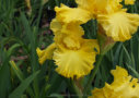 Saffron Drift,  Blyth 2011, Height 37”, Höhe 94 cm