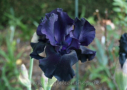Sambuca,  Johnson2001, Height 38”, Höhe 97 cm