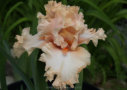 Sweet Latte,  Sutton 2009, Height 37”, Höhe 94 cm