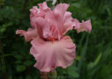 Star Appeal,  Ghio 2008, Height 38”, Höhe 97 cm