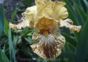Tiger Honey, Kasperek 1993, Height 38”, Höhe 97 cm