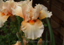 Tropical Passion, Johnson 2005, Height 39”, Höhe 99 cm