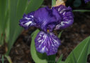 Violet Tiger, Kasperek 1993, Height 28”, Höhe 71 cm