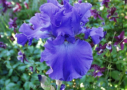 Yaquina Blue, Schreiner 1992, Height 37”, Höhe 94 cm