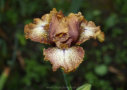 Wild Nutmeg, Blyth 2012, Height 20”, Höhe 51 cm