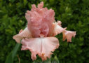 Precious Puppy, Grosvenor 2009, Height 24”, Höhe 61 cm